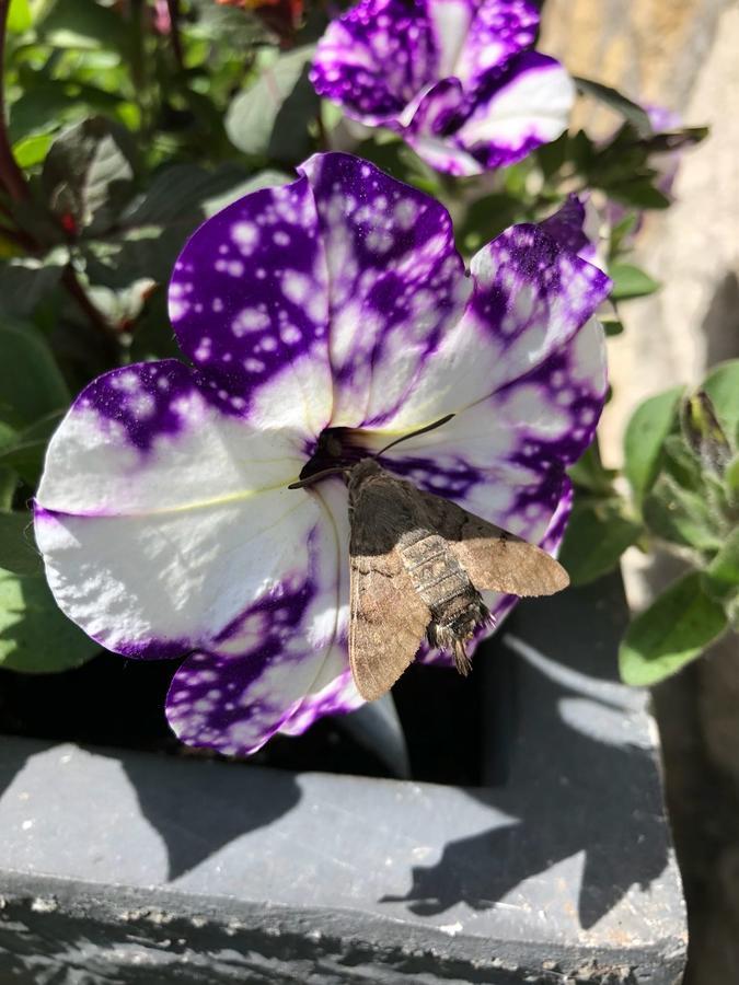 菲尔德斯公寓 伊尔米茨 外观 照片